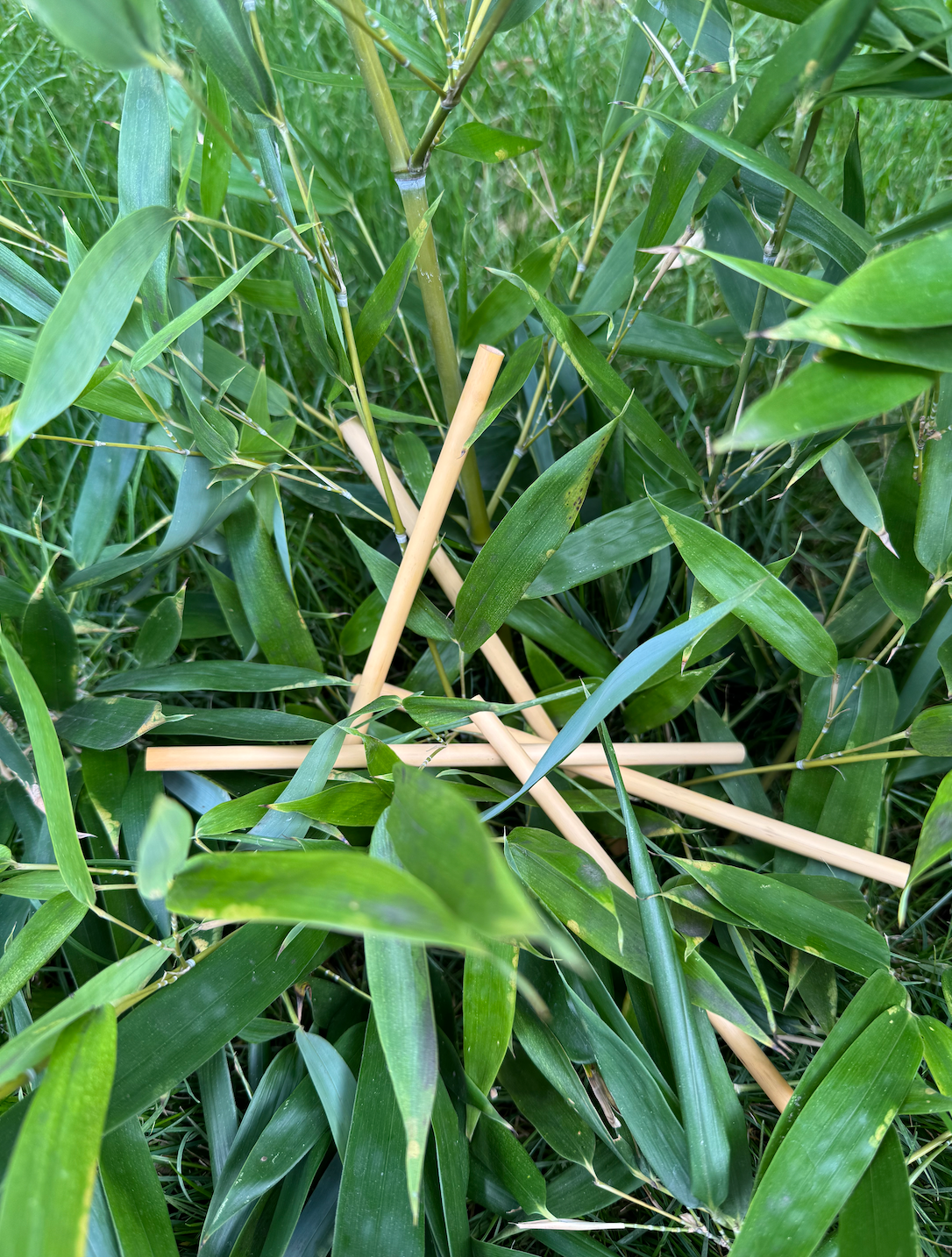 Paille en bambou
